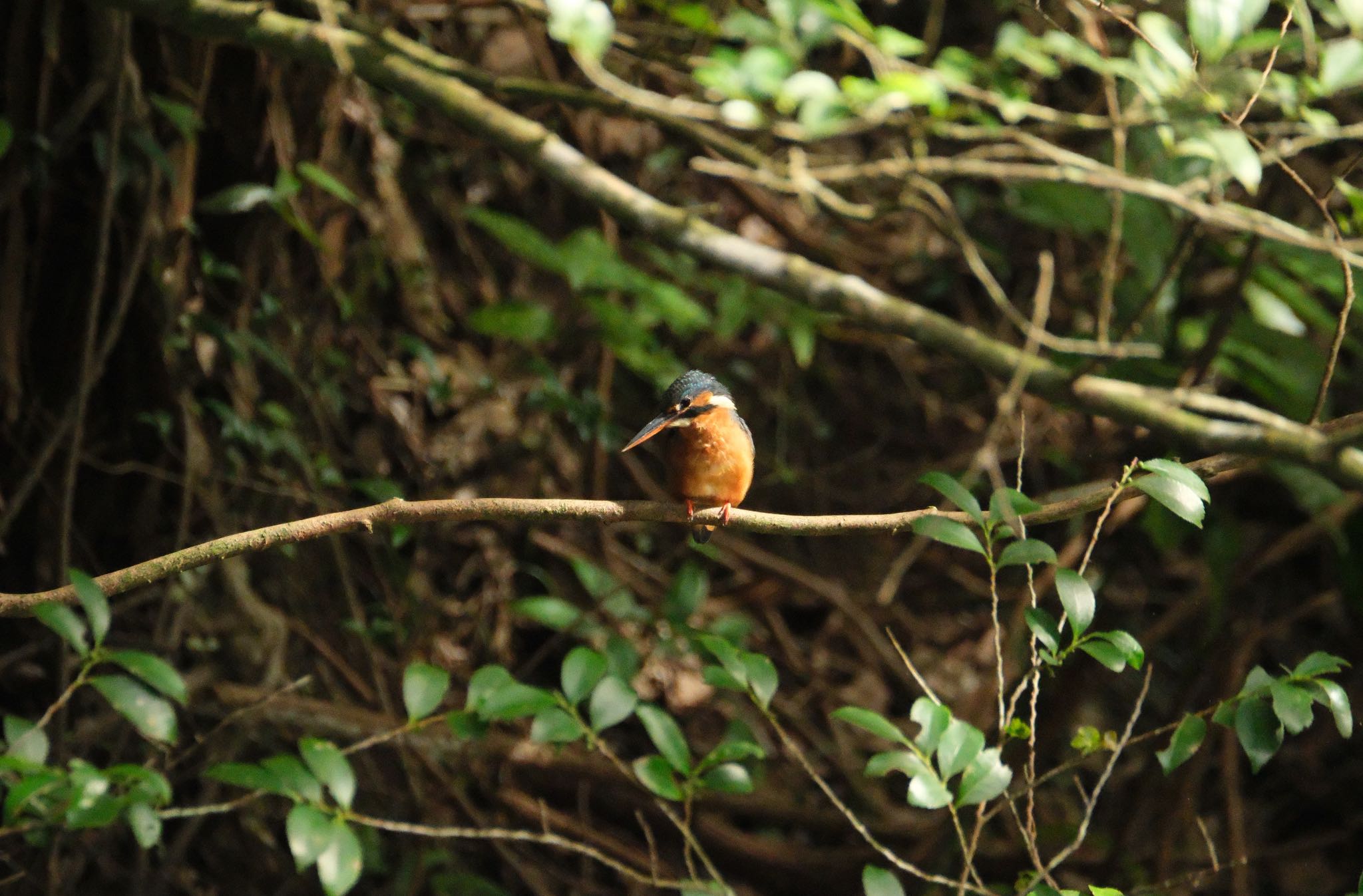 Common Kingfisher