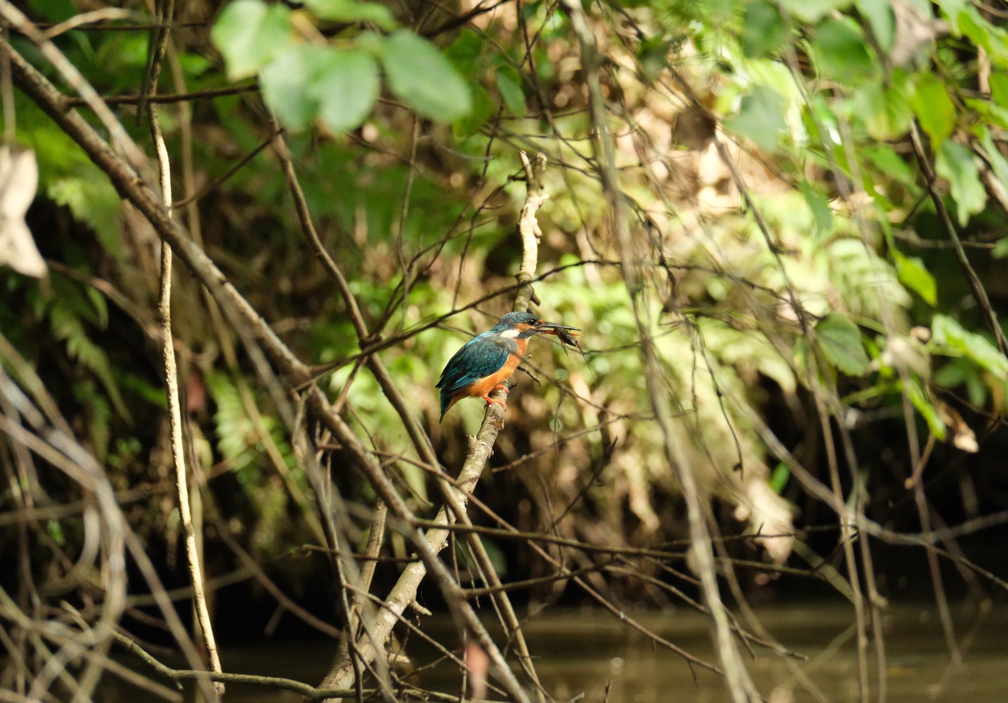 Common Kingfisher