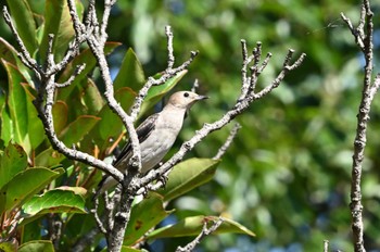 コムクドリ 行徳野鳥保護区 2023年9月3日(日)