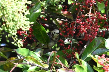 コムクドリ 行徳野鳥保護区 2023年9月3日(日)