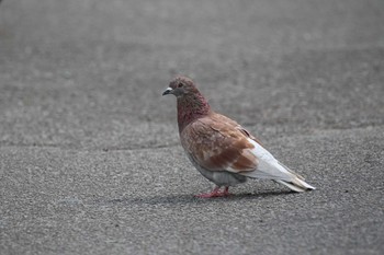 Rock Dove 北海道　函館市　湯川町 Sat, 9/1/2018