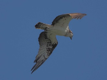 2023年9月3日(日) 愛知のミサゴスポットの野鳥観察記録