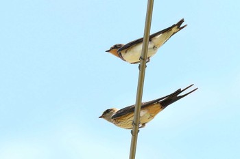 コシアカツバメ 浮島ヶ原自然公園 2023年9月3日(日)