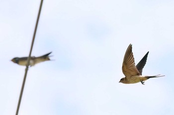 Red-rumped Swallow 浮島ヶ原自然公園 Sun, 9/3/2023