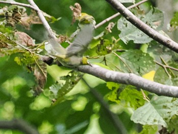 Warbling White-eye 左股川緑地(札幌市西区) Sat, 9/2/2023