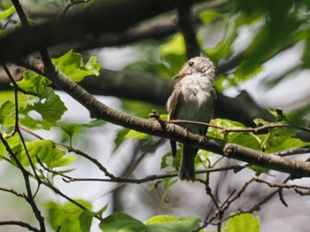 Asian Brown Flycatcher 左股川緑地(札幌市西区) Sat, 9/2/2023