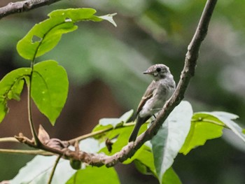 Asian Brown Flycatcher 左股川緑地(札幌市西区) Sat, 9/2/2023