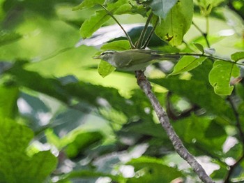 Eastern Crowned Warbler 左股川緑地(札幌市西区) Sat, 9/2/2023