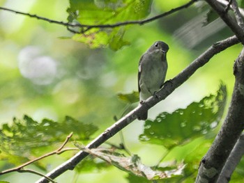 Asian Brown Flycatcher 左股川緑地(札幌市西区) Sat, 9/2/2023