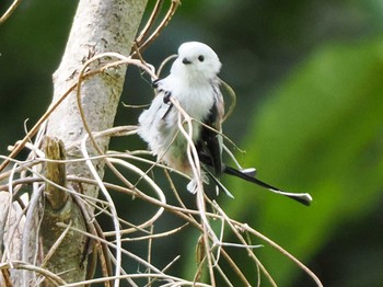 2023年9月3日(日) 左股川緑地(札幌市西区)の野鳥観察記録