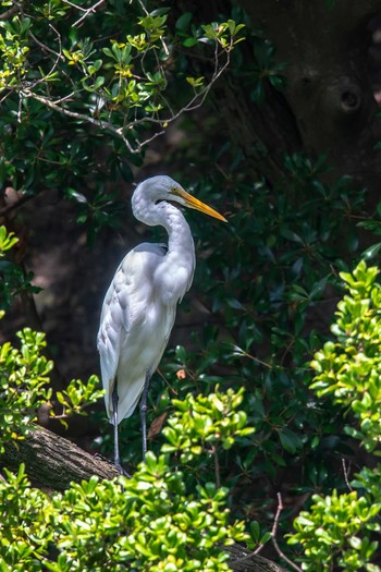 ダイサギ 明石公園 2018年8月19日(日)