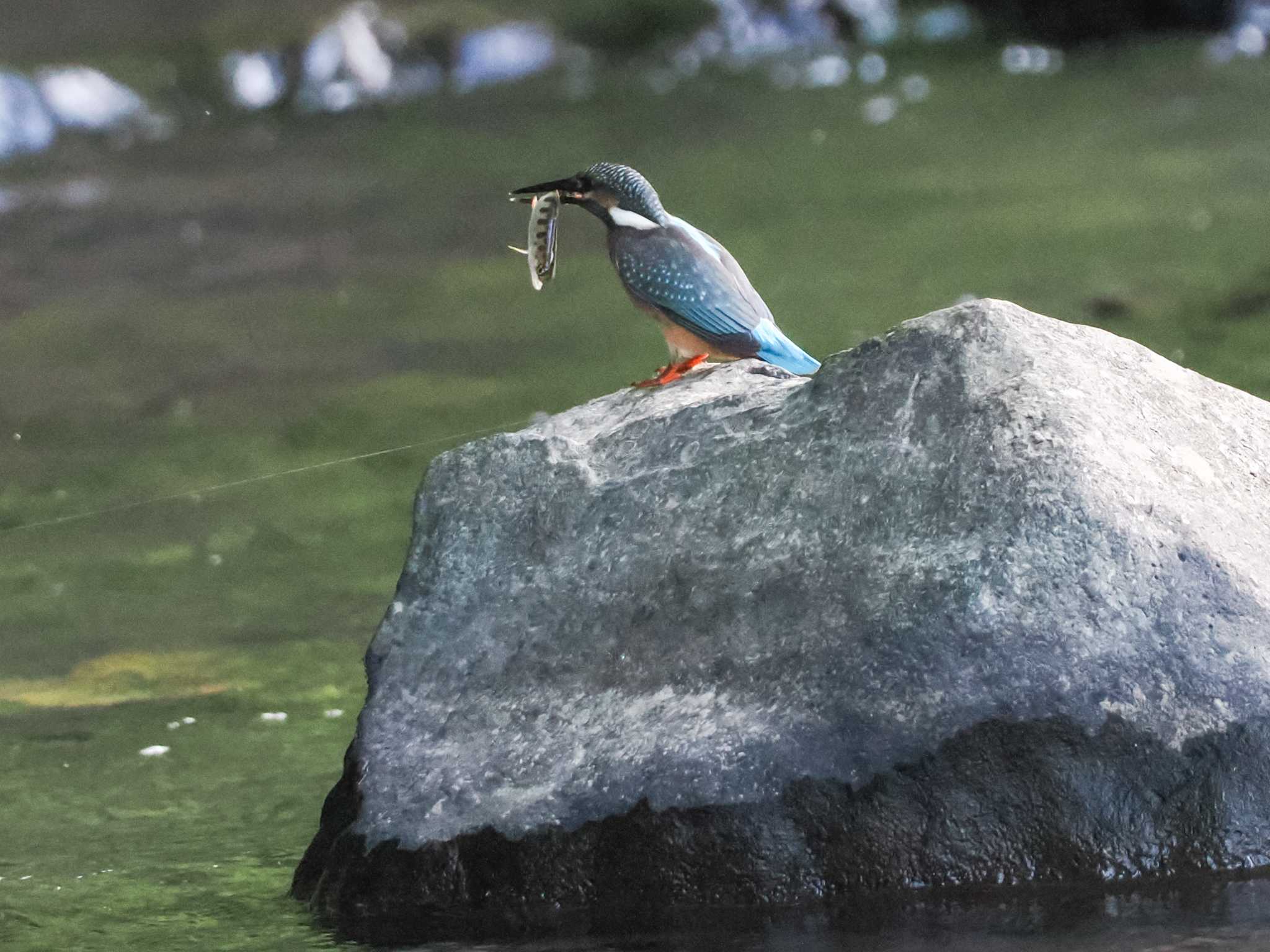 カワセミ