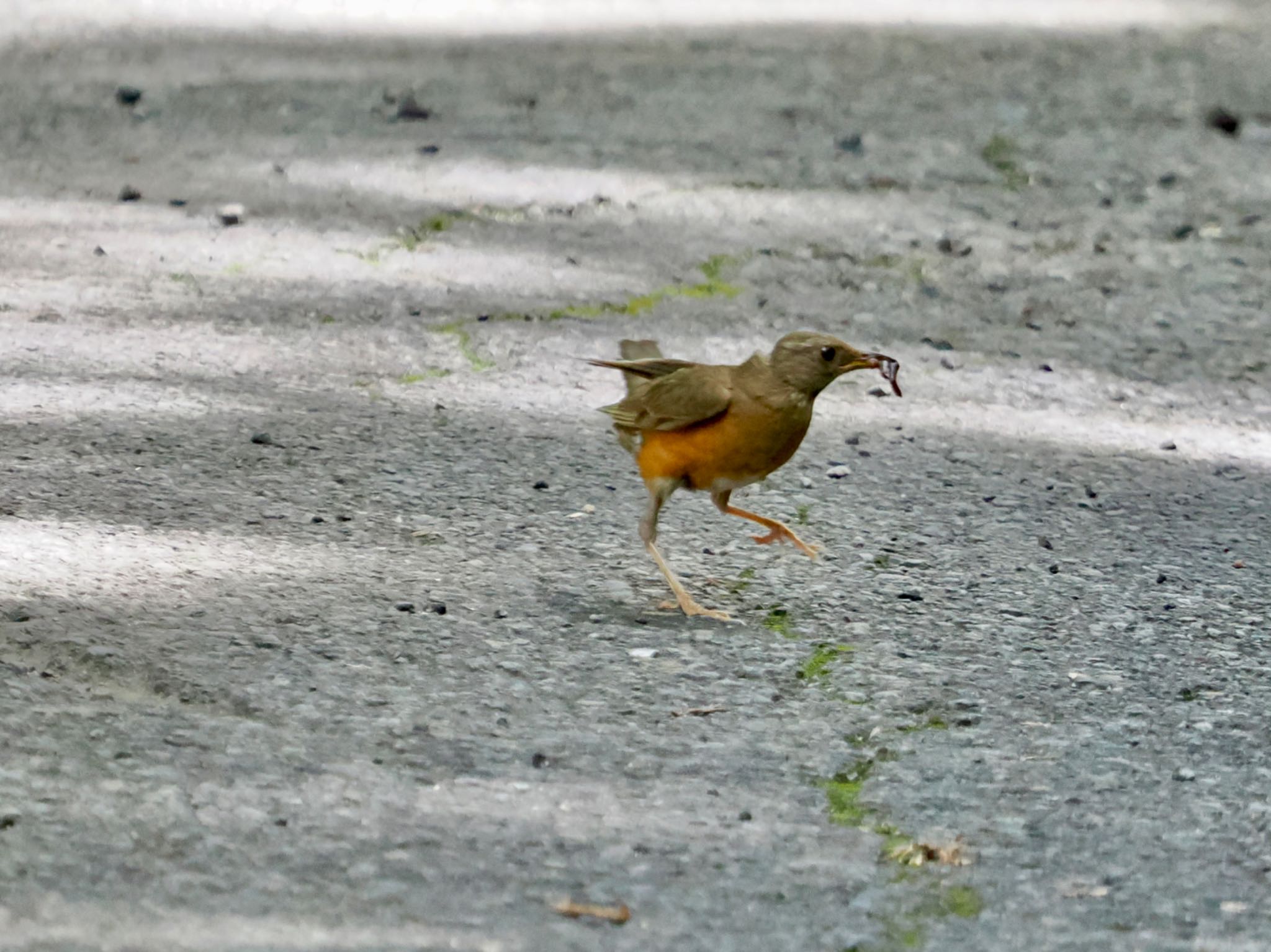 アカハラ