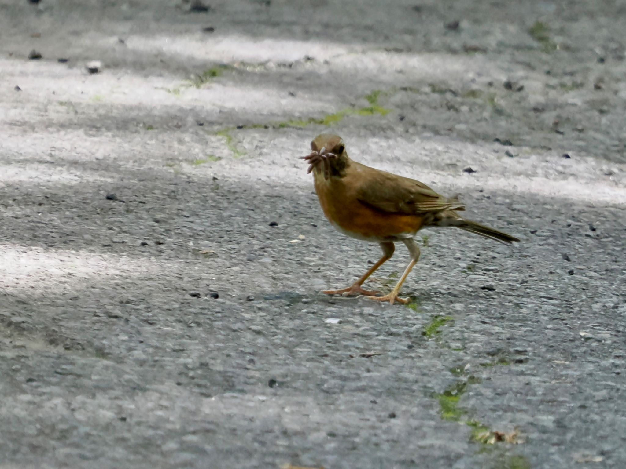 アカハラ