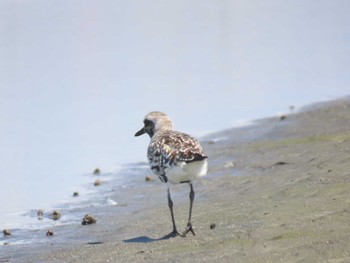 ダイゼン ふなばし三番瀬海浜公園 2023年9月2日(土)