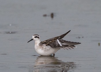 Red-necked Phalarope 川越市 Sat, 9/1/2018