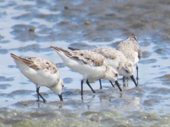 ミユビシギ ふなばし三番瀬海浜公園 2023年9月2日(土)