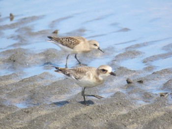 メダイチドリ ふなばし三番瀬海浜公園 2023年9月2日(土)