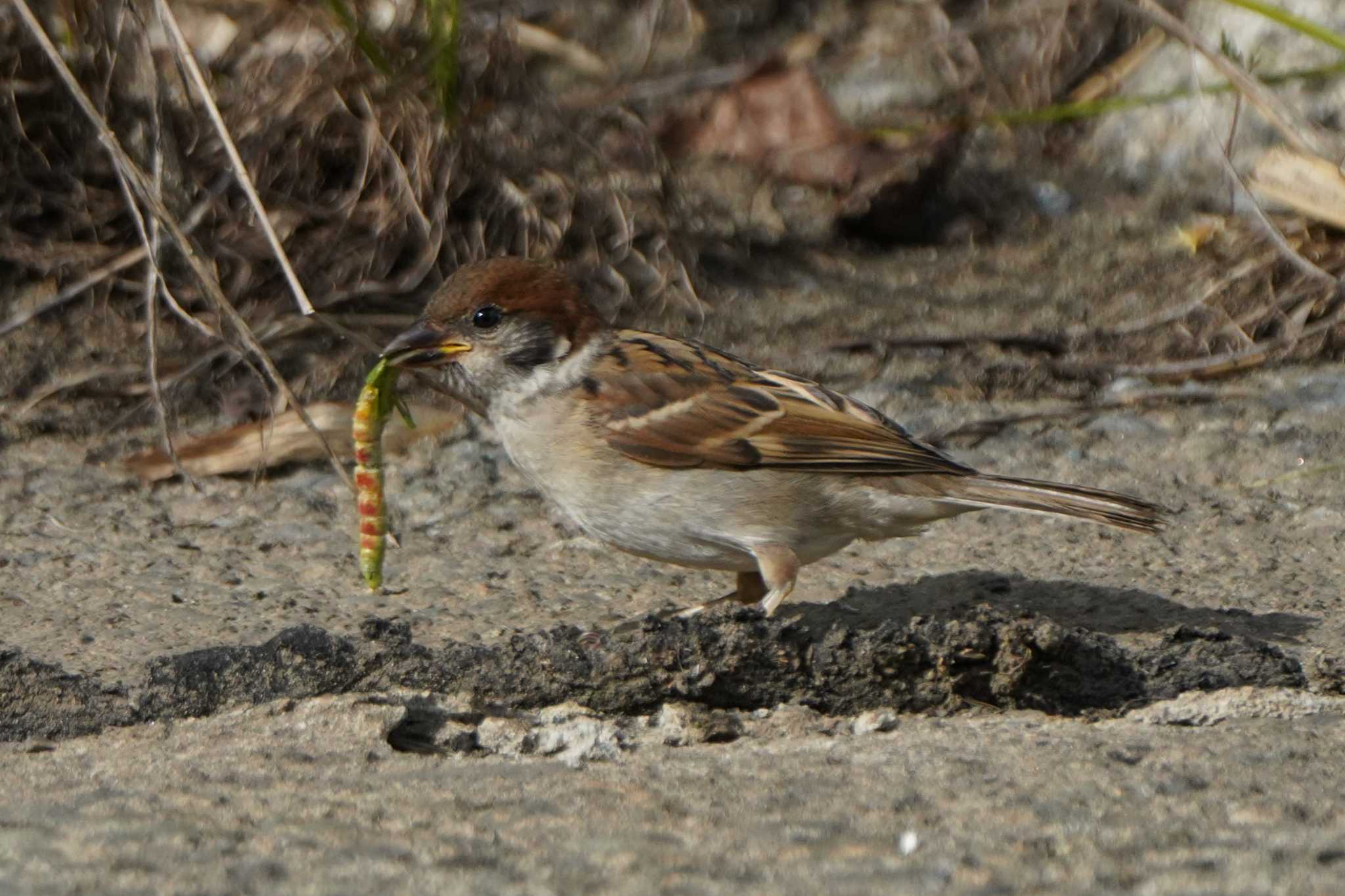 Photo of Eurasian Tree Sparrow at  by ace