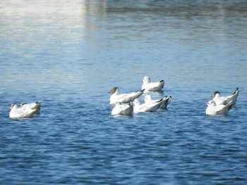 ユリカモメ サロマ湖 2023年8月20日(日)