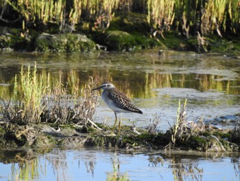 2023年8月20日(日) サロマ湖の野鳥観察記録