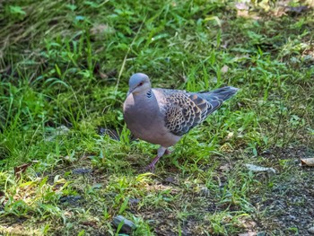 Sun, 8/27/2023 Birding report at 西湖野鳥の森公園