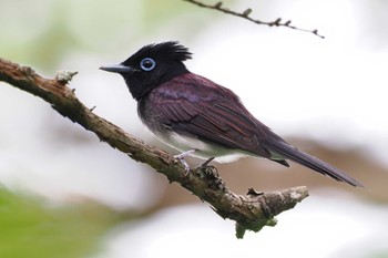 サンコウチョウ 飯盛山(長野県) 2023年9月2日(土)