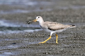 Terek Sandpiper Unknown Spots Sun, 8/27/2023