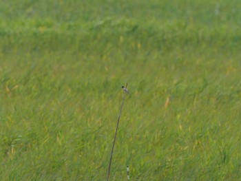 Ochre-rumped Bunting 妙岐ノ鼻 Sun, 9/3/2023