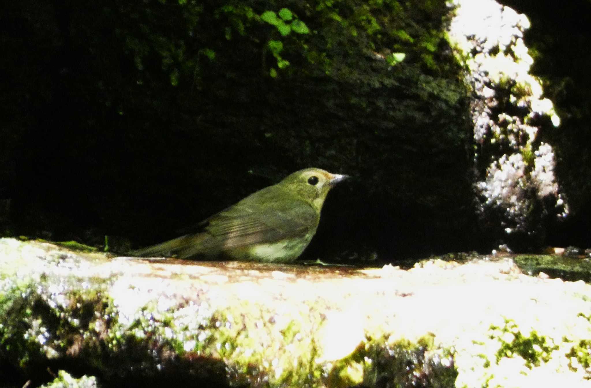 大洞の水場 キビタキの写真 by koshi