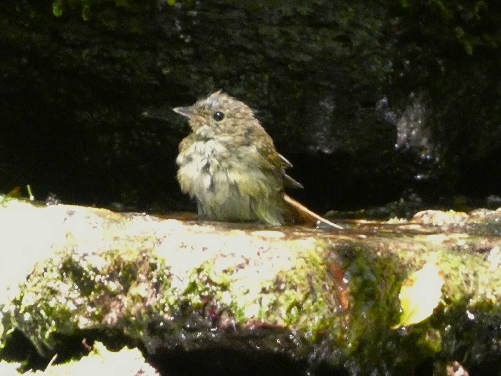 大洞の水場 キビタキの写真 by koshi