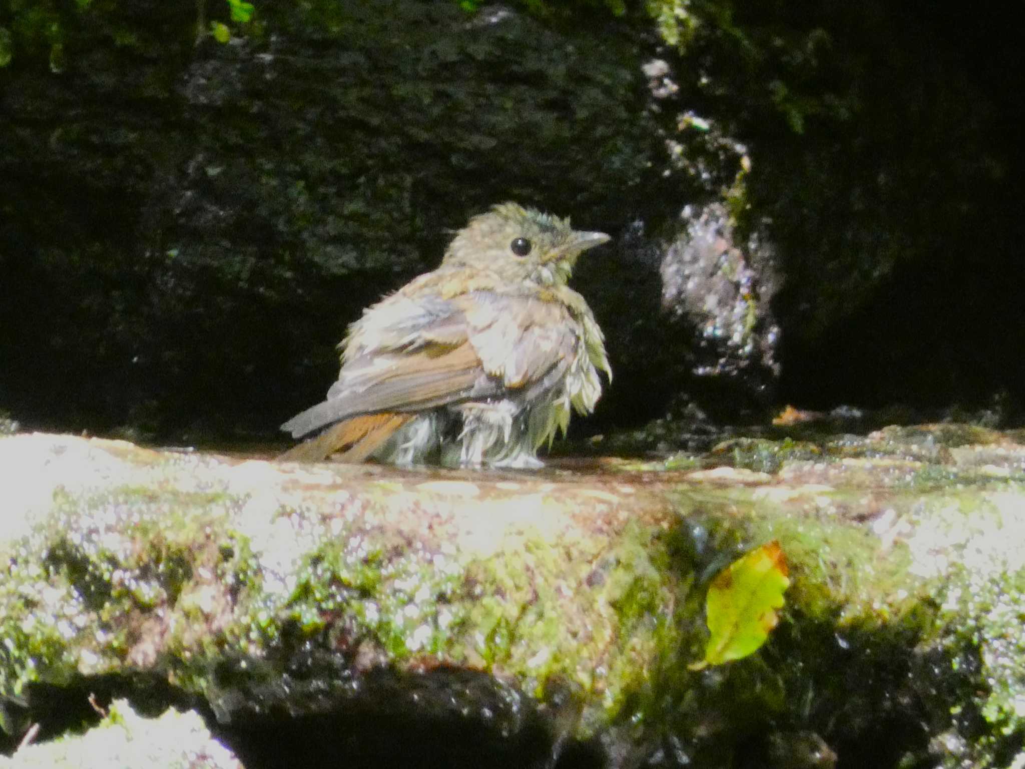 大洞の水場 キビタキの写真 by koshi