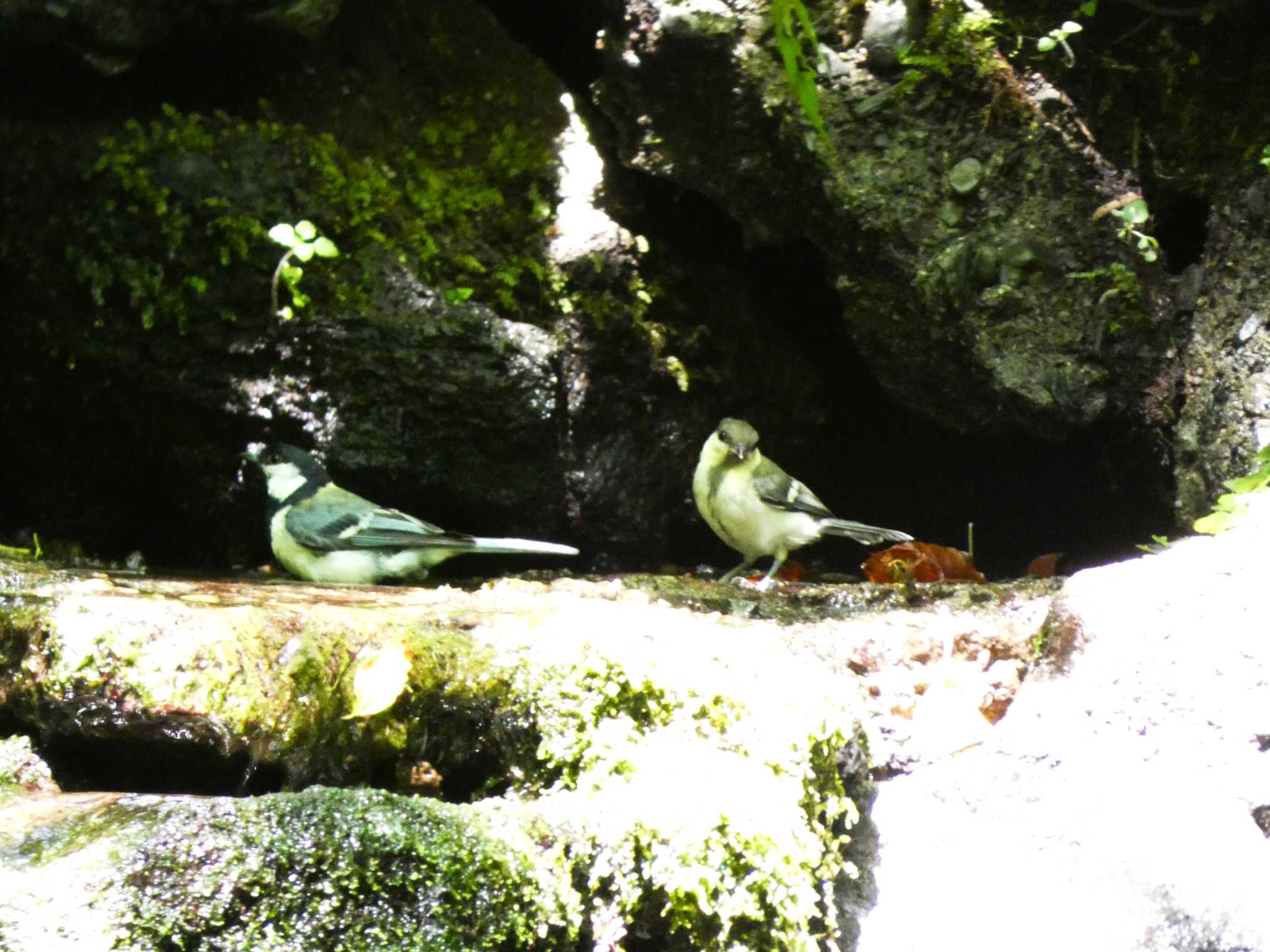 大洞の水場 シジュウカラの写真 by koshi