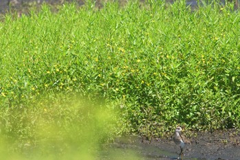 ケリ 静岡県 2023年8月25日(金)