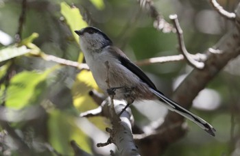 Long-tailed Tit 和歌山市 Sun, 9/3/2023