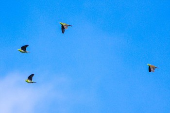 アオバト 厚木七沢森林公園 2023年9月2日(土)