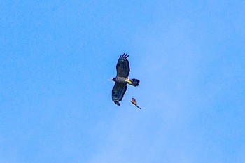 2023年9月2日(土) 厚木七沢森林公園の野鳥観察記録