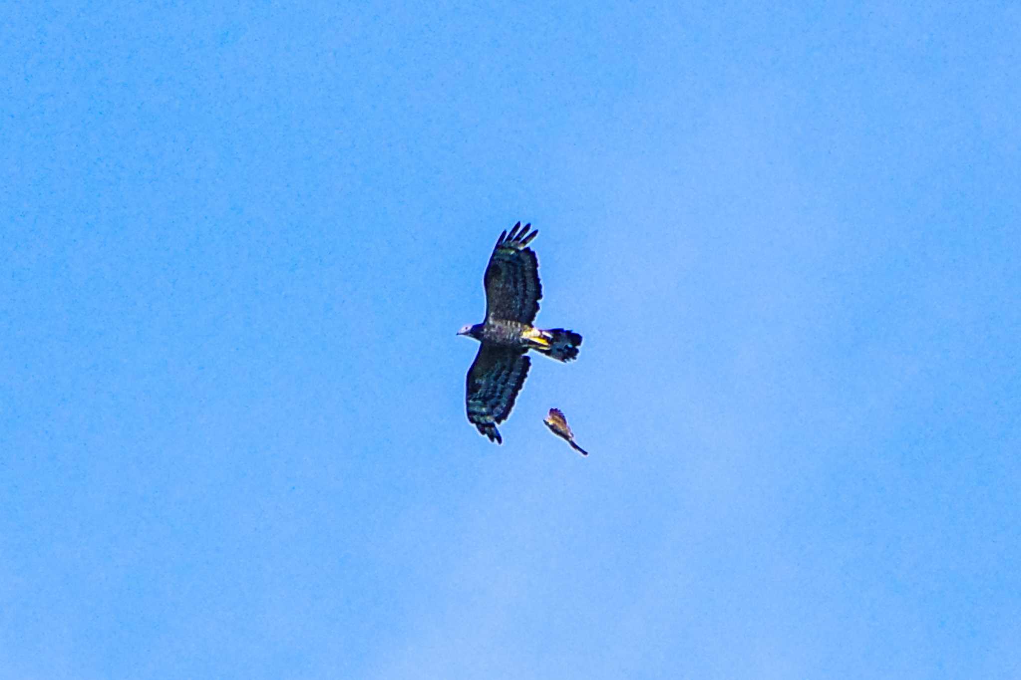 Crested Honey Buzzard