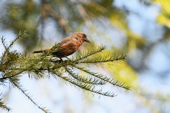 2023年9月1日(金) 河口湖の野鳥観察記録