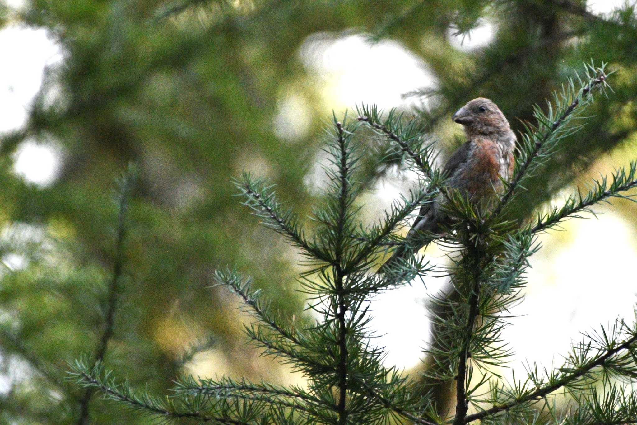 Red Crossbill