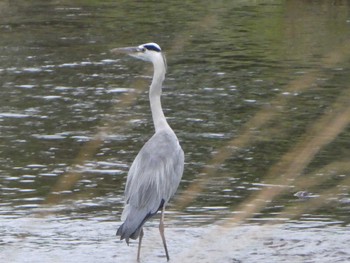 2018年9月2日(日) 境川(境橋付近)の野鳥観察記録