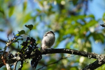 Long-tailed Tit 清里 Sat, 8/26/2023