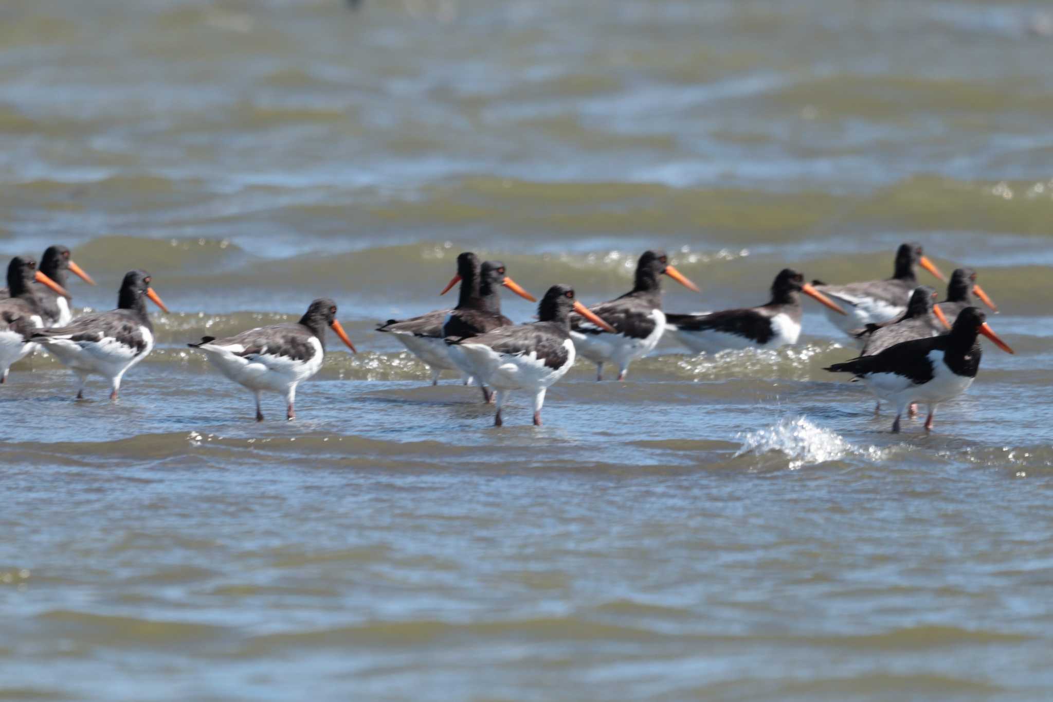 Eurasian Oystercatcher