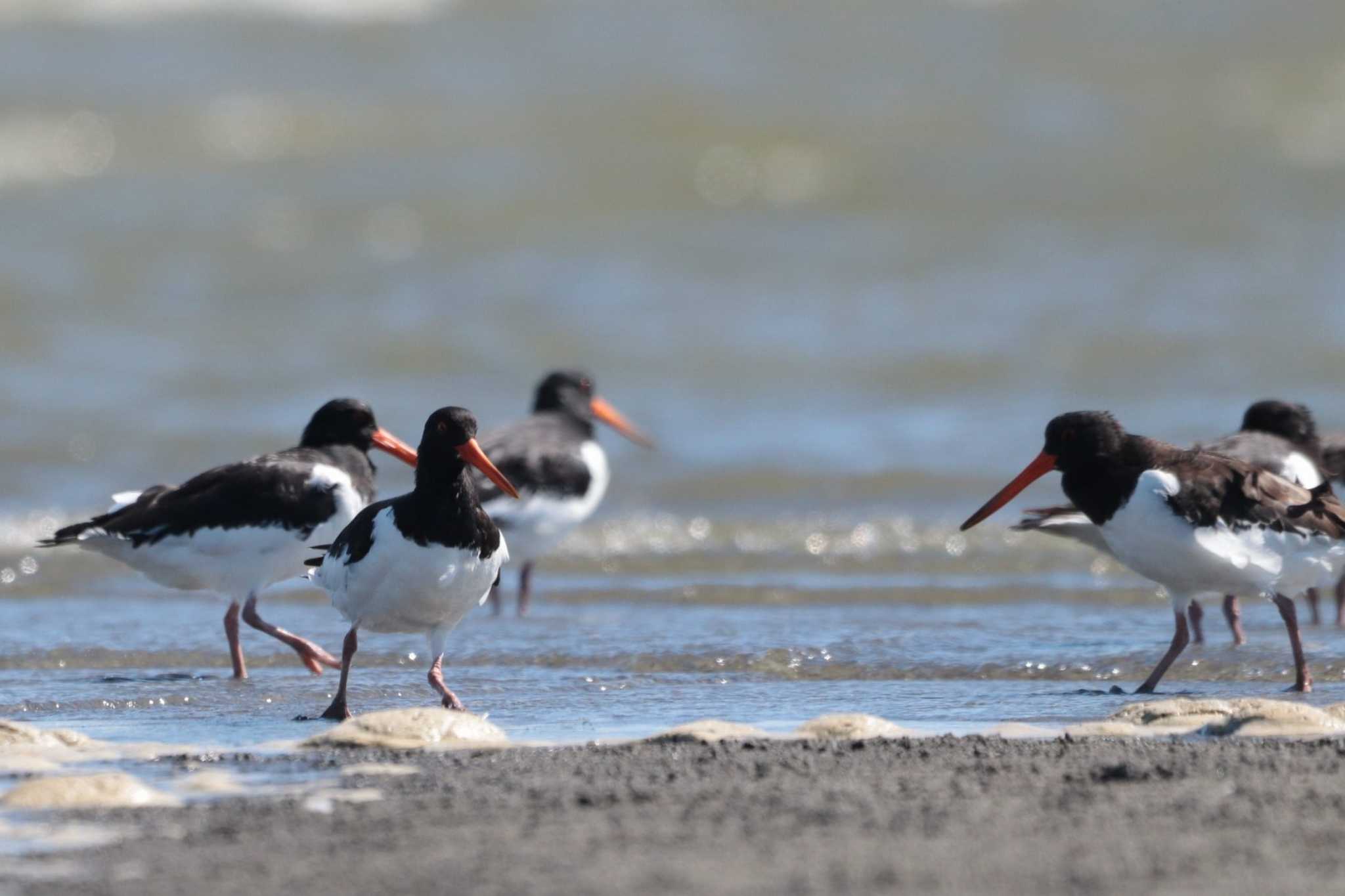 Eurasian Oystercatcher