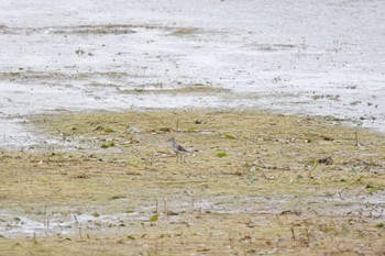 Long-toed Stint いしかり調整池(石狩調整池) Mon, 9/4/2023