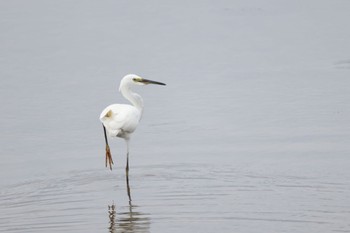 2023年9月4日(月) いしかり調整池(石狩調整池)の野鳥観察記録