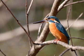 Common Kingfisher 庄和総合公園 Fri, 12/18/2015