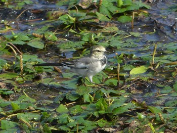 White Wagtail いしかり調整池(石狩調整池) Sat, 9/2/2023