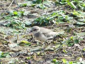 Siberian Sand Plover いしかり調整池(石狩調整池) Sat, 9/2/2023