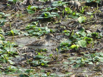 Long-toed Stint いしかり調整池(石狩調整池) Sat, 9/2/2023